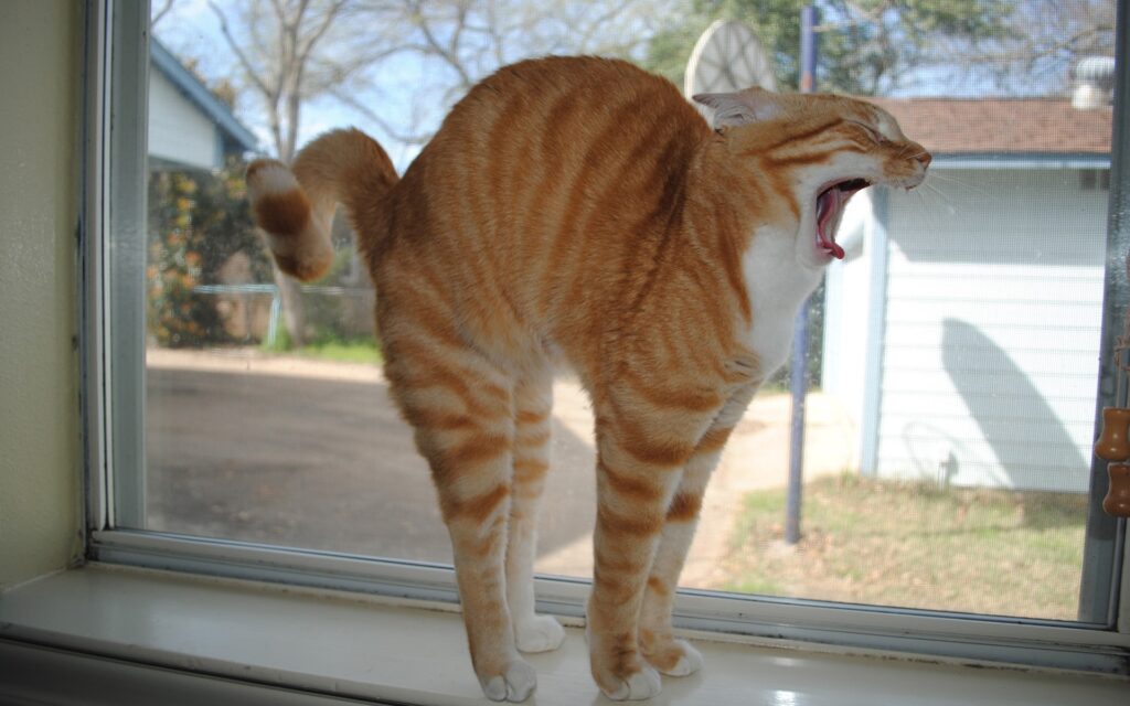 8 Reasons About Why Do Cats Arch Their Back Cat